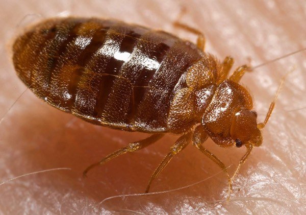 Bed bugs