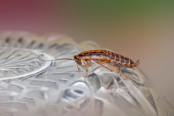 Cockroaches