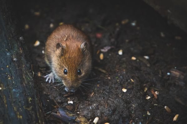 Mice and rats