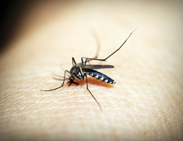 Mosquitoes