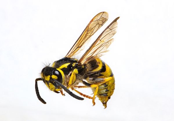 Wasps and hornets